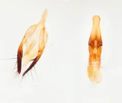 Gabrius microphthalmus thumbnail 2