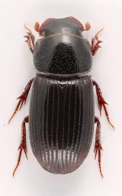 Ataenius strigatus thumbnail 2
