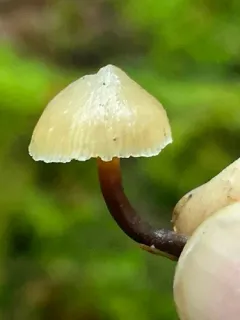 Galerina mammillata thumbnail 1