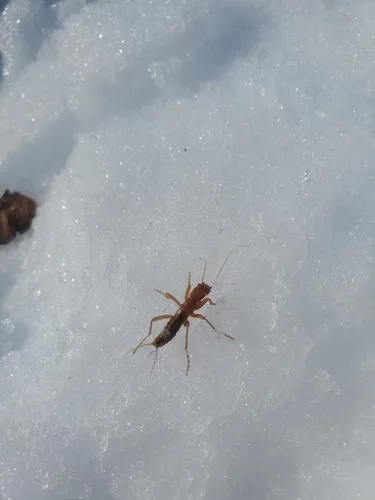 Mount Saint Helens Grylloblattid