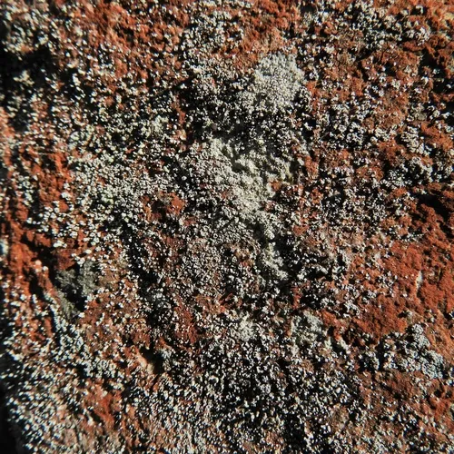 Pixie Foam