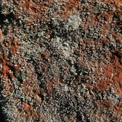 Pixie Foam thumbnail 1