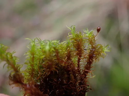 Macoun's Rock Moss