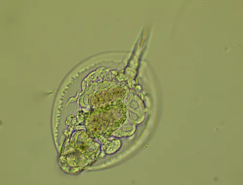 Lepadella ovalis