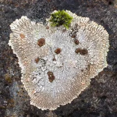 Placopsis lambii thumbnail 4