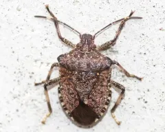 Brown Marmorated Stink Bug thumbnail 4