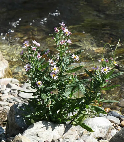 Eaton's aster