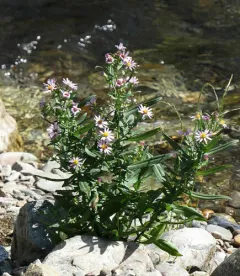 Eaton's aster thumbnail 1