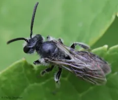 Robertson's Miner Bee thumbnail 4