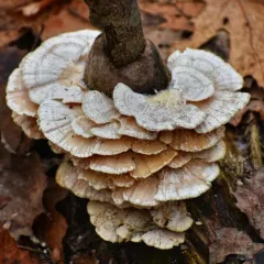 Trametes pubescens thumbnail 2