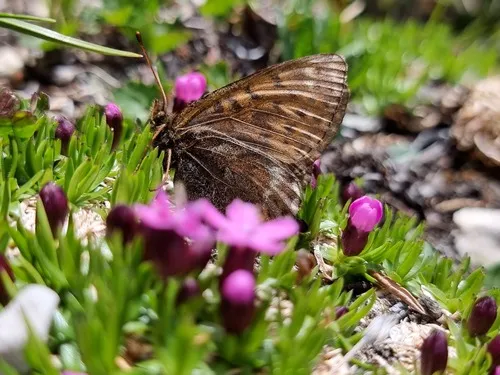 Beringian Fritillary