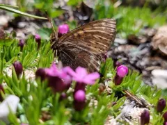 Beringian Fritillary thumbnail 1