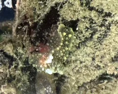 Eelgrass Palio thumbnail 3