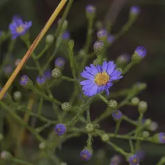 smooth blue aster thumbnail 3