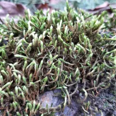 Pendulous Wing-moss thumbnail 3