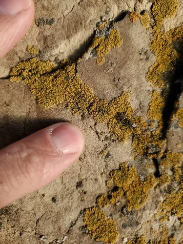 Sagebrush Goldspeck Lichen