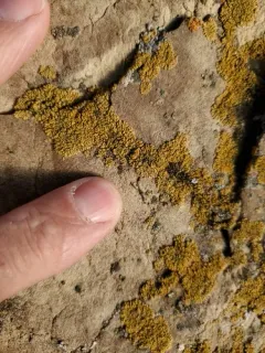Sagebrush Goldspeck Lichen thumbnail 1