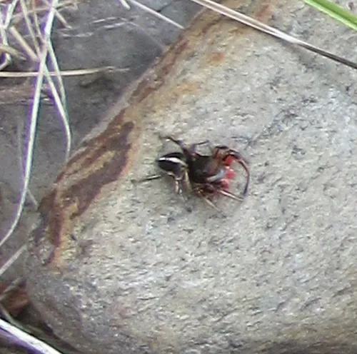 Habronattus americanus