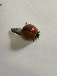 Spotless Lady Beetle thumbnail 3