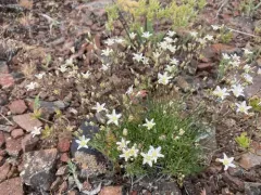 King’s Sandwort thumbnail 3