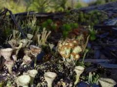 Hidden Mealy Pixie-cup Lichen thumbnail 2
