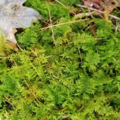 delicate fern moss thumbnail 1