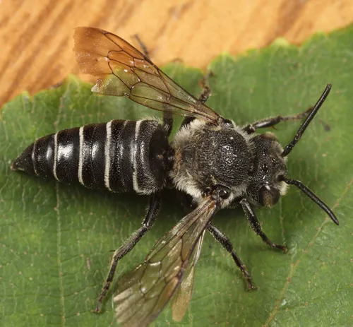 Coelioxys porterae