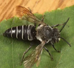 Coelioxys porterae thumbnail 1