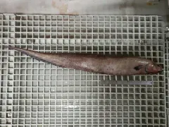 Snubnosed Spiny Eel thumbnail 2