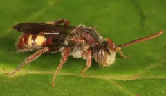 Cresson's Nomad Bee thumbnail 3