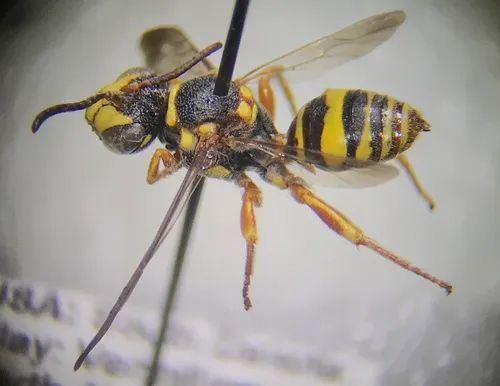 Nomada amorphae