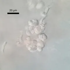 Illosporiopsis christiansenii thumbnail 1