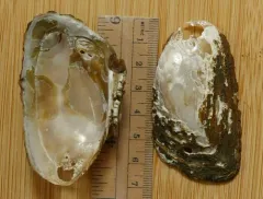 Western Ridged Mussel thumbnail 4