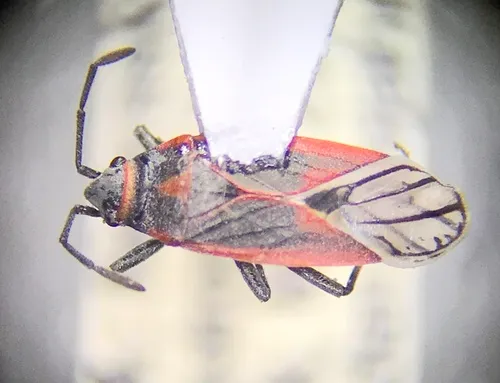 Black-veined Seed Bug