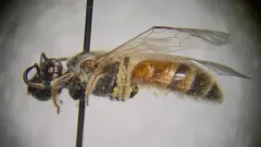 Texas Nocturnal Sweat Bee thumbnail 4