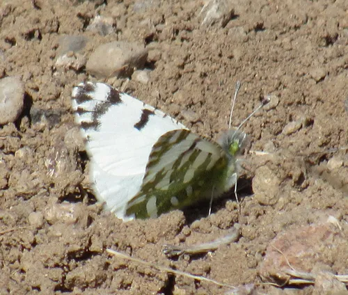 Desert Marble