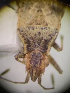 Aufeius impressicollis thumbnail 3