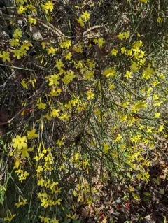 Winter jasmine thumbnail 3