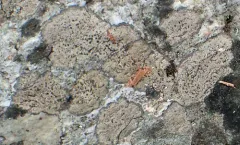 Fuscidea arcuatula thumbnail 1