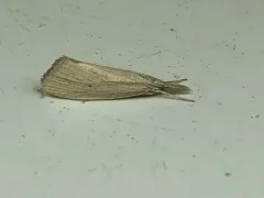 Wainscot Grass-veneer thumbnail 2