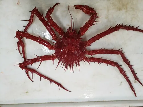 Porcupine Crab