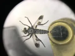 Cyrtopogon bimaculus thumbnail 2
