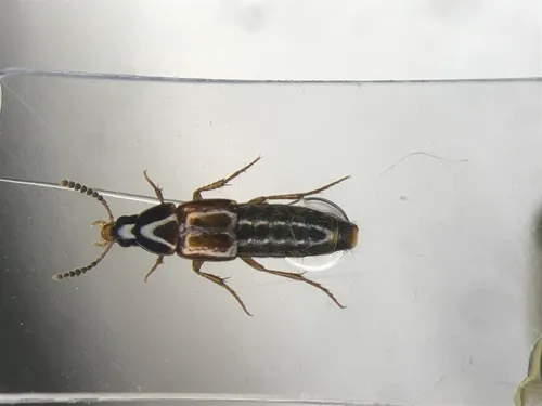 Carphacis nepigonensis