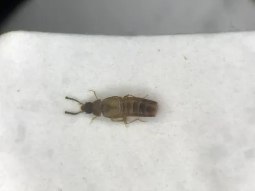 Placusa tachyporoides