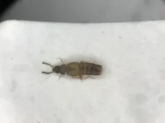 Placusa tachyporoides thumbnail 1