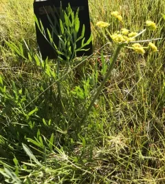 Lomatium andrusianum thumbnail 1