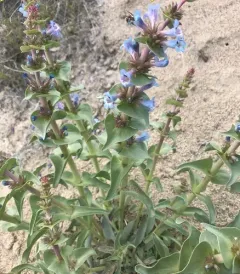 Sharpleaf Penstemon thumbnail 1