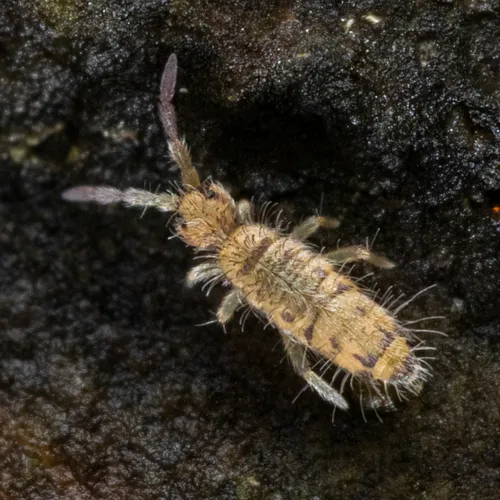 Entomobrya multifasciata