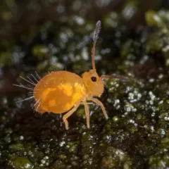 Dicyrtoma aurata thumbnail 2