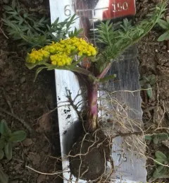 Cous-root Desert-parsley thumbnail 2